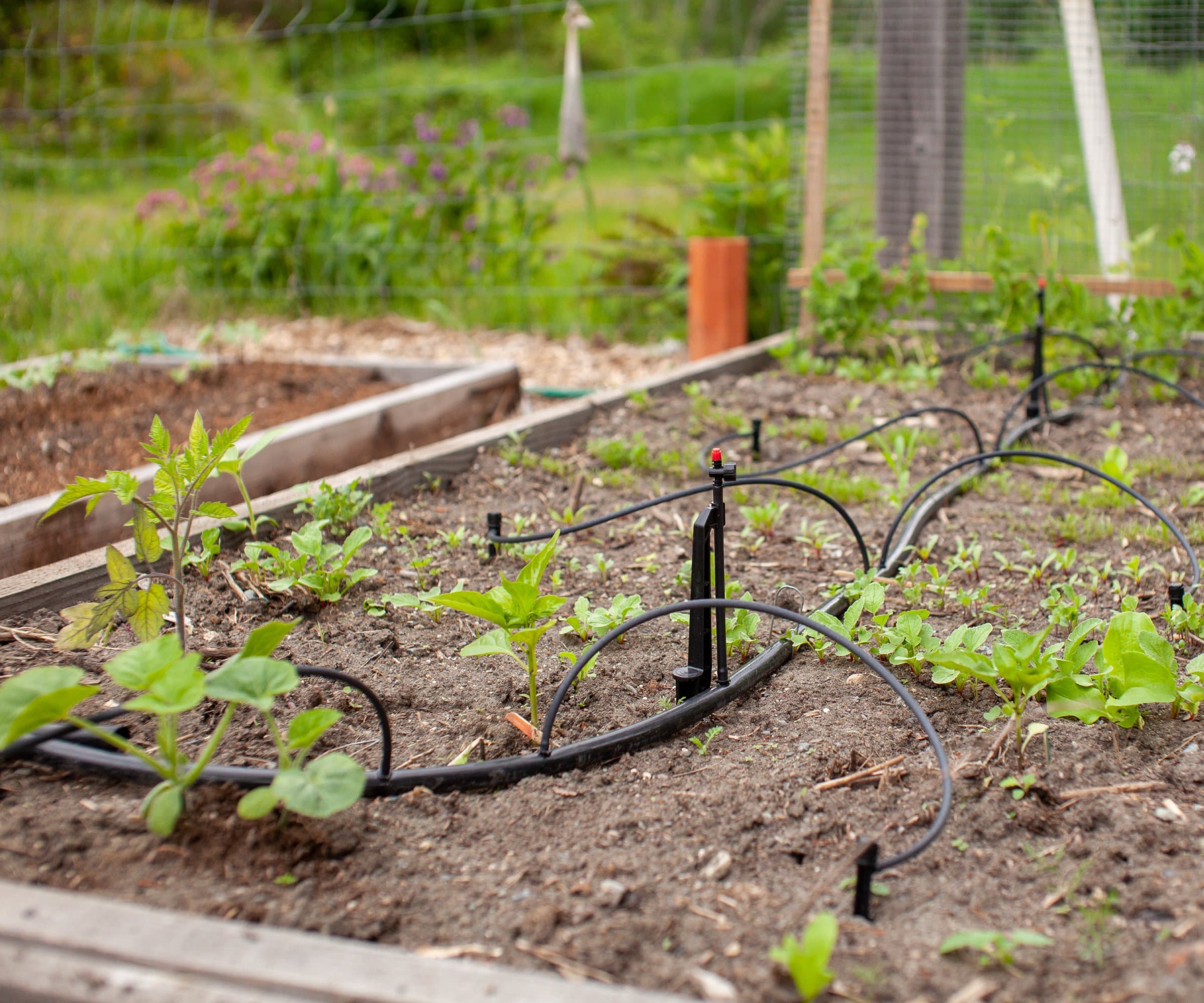 Drip Lines · Garden Beds